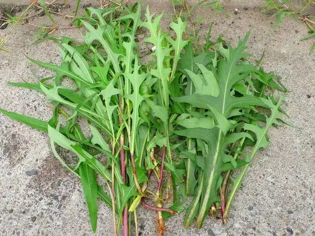 在春天的时候,在野外你可以挖几株山莴苣回去,养在花盆里或栽在