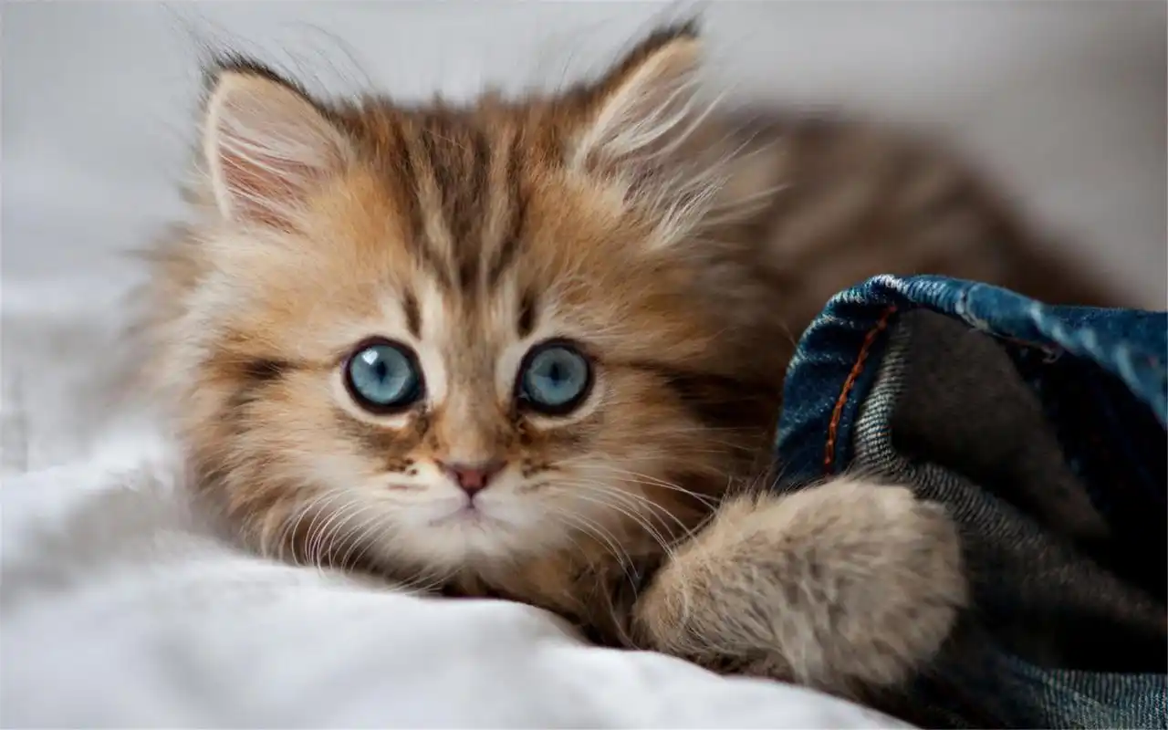 可爱的宠物喵星人小猫超萌图片桌面壁纸高清(二)