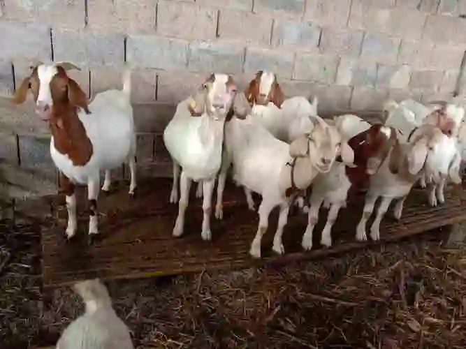 徐州邳州市邳州大型养殖场主要饲养波尔山羊100只一天喂两次