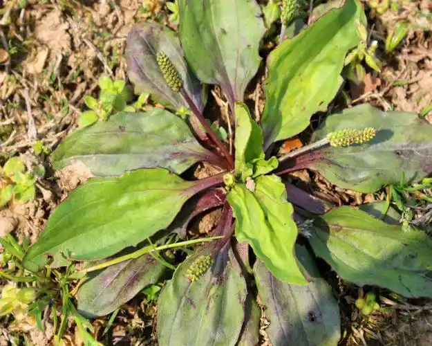 车前草泡水喝有什么功效原来车前草泡水喝有这么多好处带你重新认识