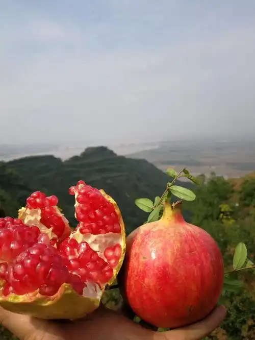 河阴软籽石榴好吃到想哭的石榴