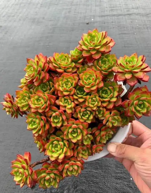 出十盆蒂亚老桩180规格盆