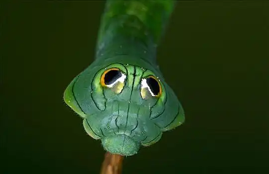 蛾子,毛虫,展出,假的