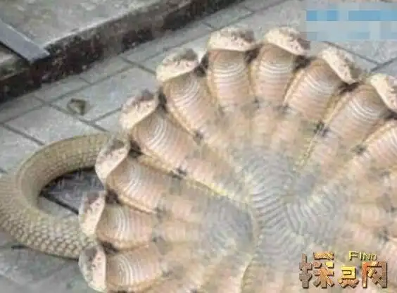 网传有一百个头的蛇一头蛇有一百个头ps的不可信