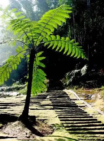 桫椤树(蛇木)的花语是什么?