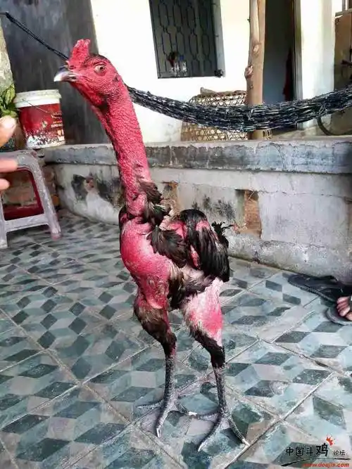 641号《打胸打背小嫩鸡》