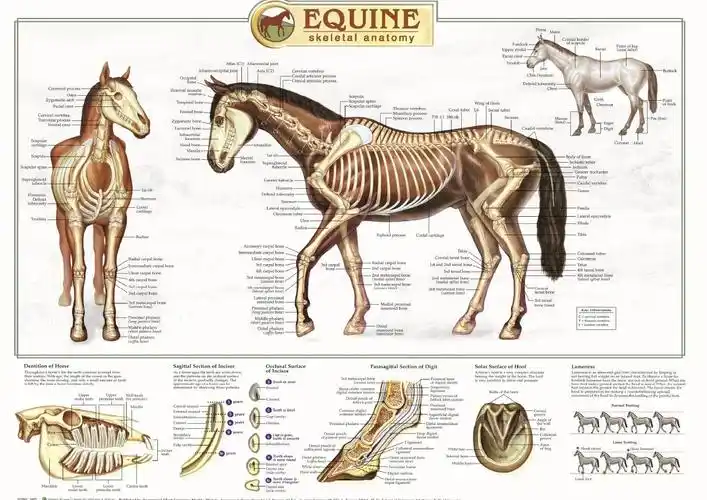 马骨骼系统解剖学图示(英)