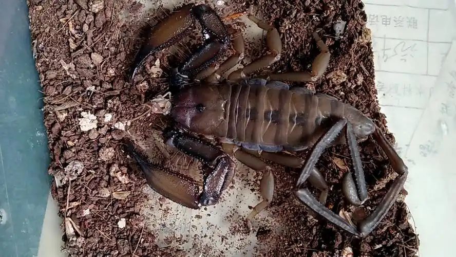 南非巨人扁石蝎