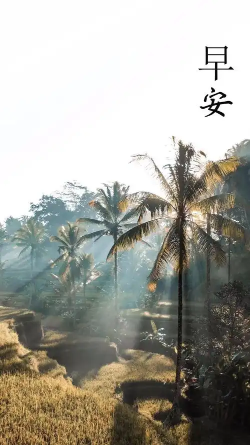 文字,早安,文字,早晨,阳光,树木,2k,手机壁纸最美好的早安