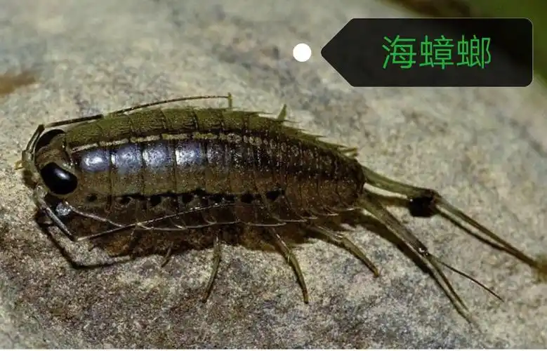 自然法则——海水里的蟑螂 海蟑螂
