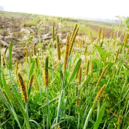 摄影棒棒草学名看麦娘花语富有牺牲的爱