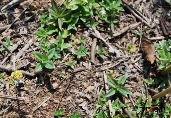 龙胆草幼苗图片