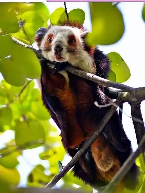 飞虎,长得像树狗,住20米高的树洞,通过滑翔外出觅食