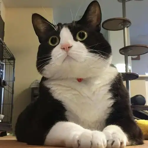 奶牛猫便便带血丝是怎么回事奶牛猫便便带血丝是怎么回事