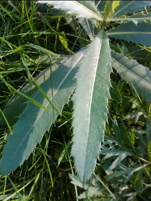 这是什么草,叶缘有刺,是蓟吗?但查百度图片,不是完全像.