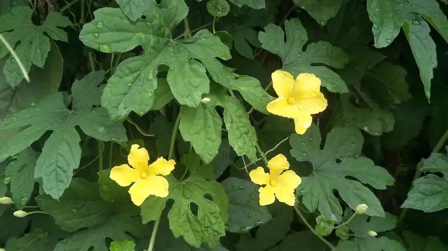 苦瓜花好香呀