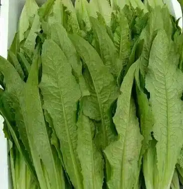 油麦菜2530厘米以上走超市市场