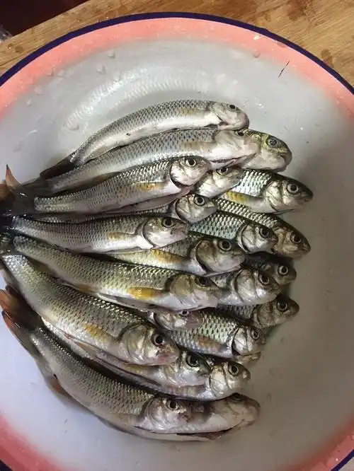 山区水库,漂亮的河鱼