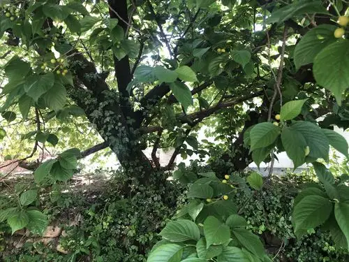 路边的这棵樱桃树怕是树龄不小了,树干很粗,树冠很大.