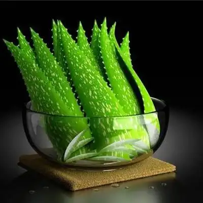 芦荟虽可食用,但不是什么人都可以随便食用.转