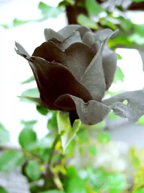 黑玫瑰花语的准确意思(黑玫瑰的花语是什么意思)