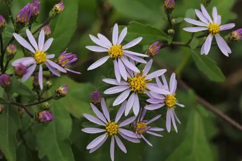 三脉紫菀图片 三脉紫菀草本植物野菜图