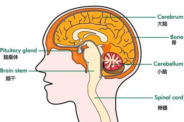 脑垂体的位置(图片来源:macmillan.org.uk)