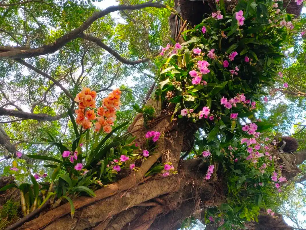 西湖榕树"开花"啦