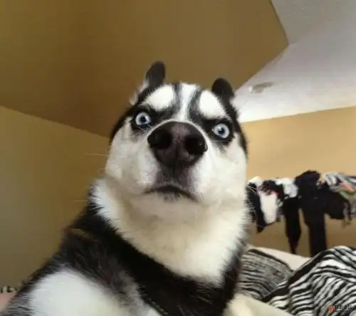 在射雕原著中,郭靖四岁才学会说话,天生一股子傻劲儿,浓眉大眼,也忠厚