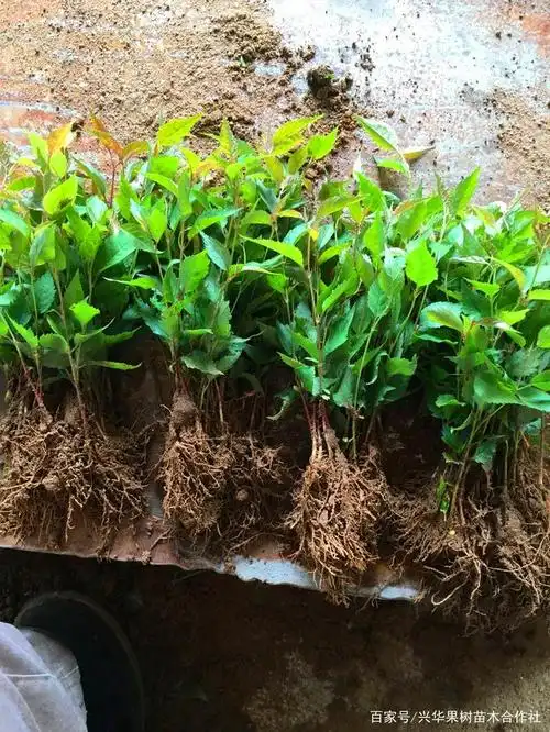 基地都会组织人员统一筹备优选的樱桃子如山樱,大青叶种子等进行沙藏