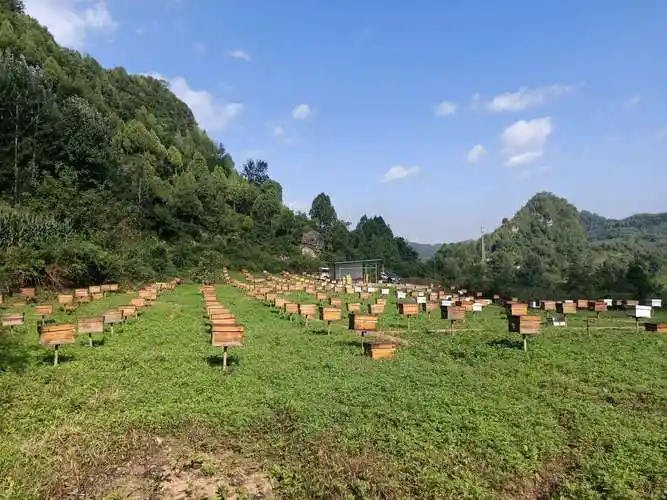 中华蜜蜂资源广阔.