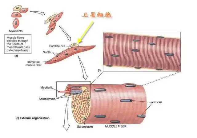 肌卫星细胞位于肌纤维的基膜和质膜之间,是居留的肌肉组织的干细胞,为