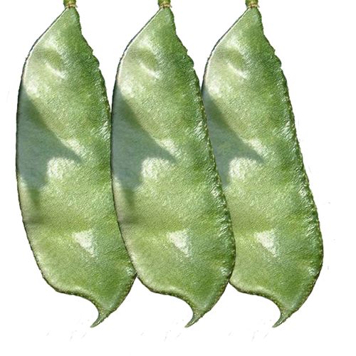 猪耳朵扁豆种子特早熟肉厚绿眉豆传统农家扁豆角籽春季播蔬菜种孑