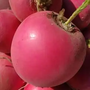 大红萝卜种籽东北大红圆萝卜种子春夏秋季红皮水萝卜阳台蔬菜种孑