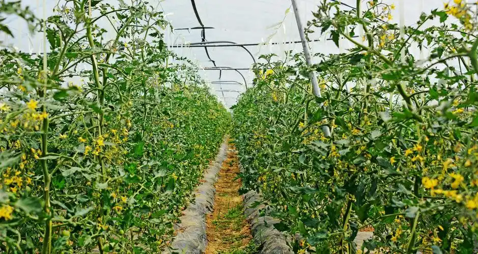 鸿翔生态果园随手拍,江苏无锡锡山区安镇街道,鸿翔家庭农场.|果园|安