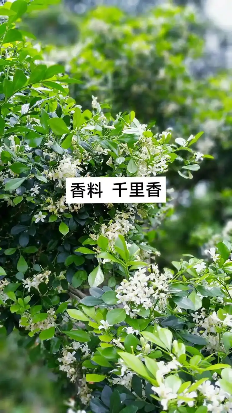 香料知识.#香料 #香料千里香 #十三香 千里香在卤水中的作 - 抖音