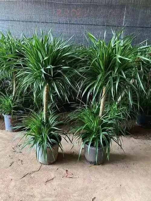 多头双层龙血树大型绿植盆栽室内客厅办公室四季好养 初石 含【水泥