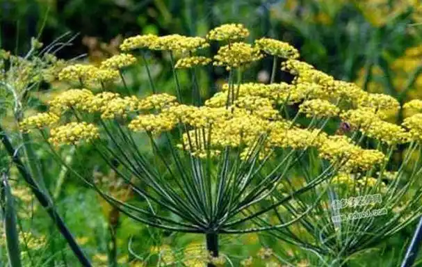 小茴香的功效与作用(小茴香的功效与作用及食用方法)