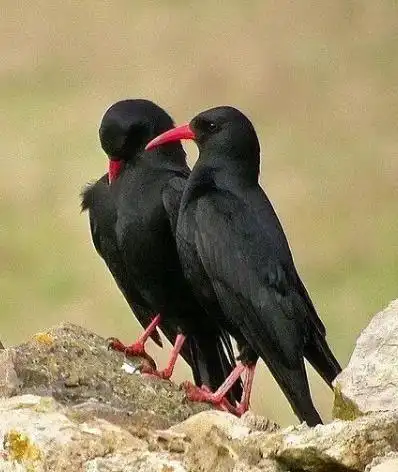 红嘴山鸦的习性和特点