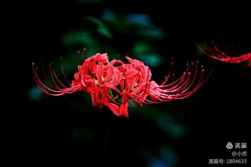 彼岸花 泪两行,三生石上抹不去的伤.