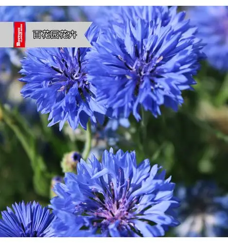 百花园蓝色矢车菊芙蓉花种子红色香粉四季播种绿化工程野花组合