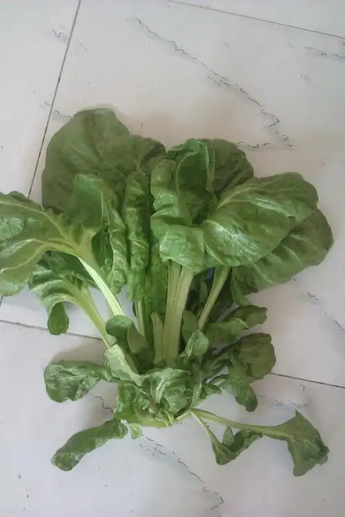 邻居给我妈一种菜说是石油菜?可查了不是!