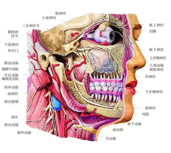图536三叉神经及其分支