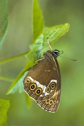 鳞翅目·凤蝶总科:眼蝶