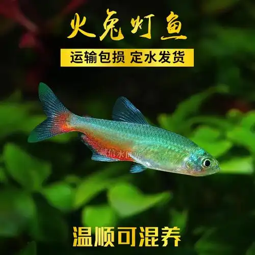 火兔灯 热带鱼观赏鱼淡水鱼中层灯科鱼小型鱼稀有草缸群游活体