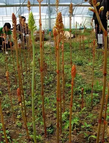 天麻的种植方法与时间(未来10大暴利药材种植)