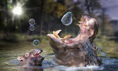 点击收获超可爱的小河马!