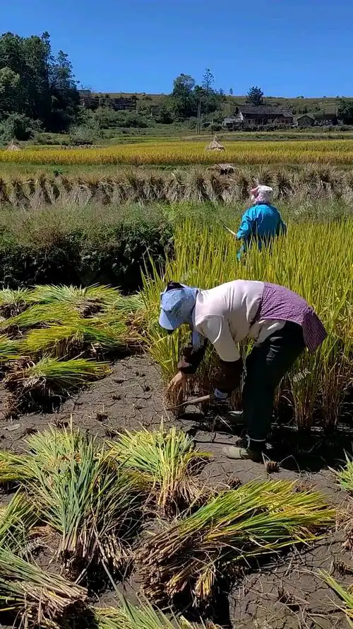 田园生活这就是真实的农村山沟沟里稻谷收获的季节我知道这种农村视屏