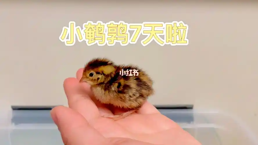 鹌鹑小朋友们七天啦快来看看长大了没有