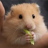 你怎么辣么辣么可爱啦 萌翻天的可爱小仓鼠头像